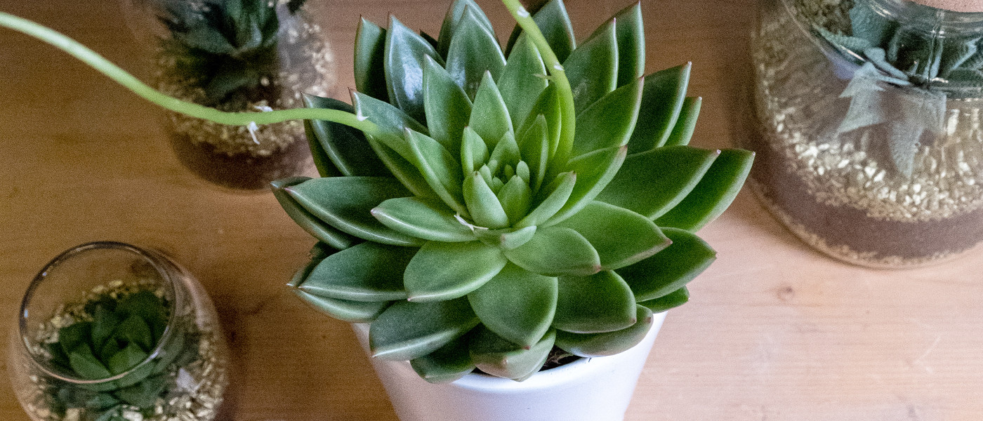 Sélection de plantes